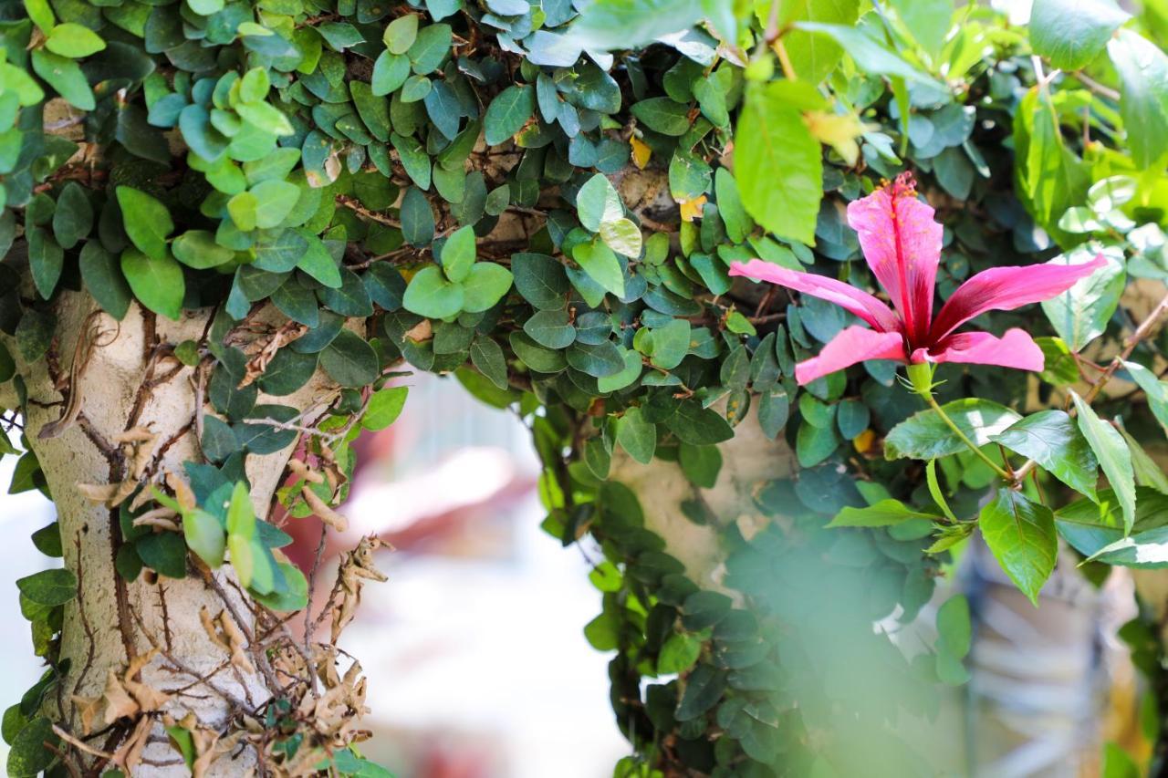 Almond Tree Inn - Adults Only คีย์เวสต์ ภายนอก รูปภาพ